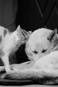 Mascota 4