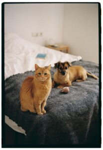 Mascota 6