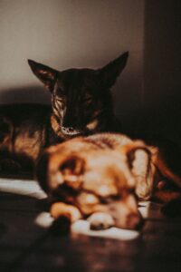Mascota 1