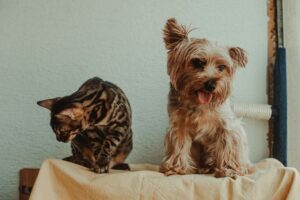 Mascota 3